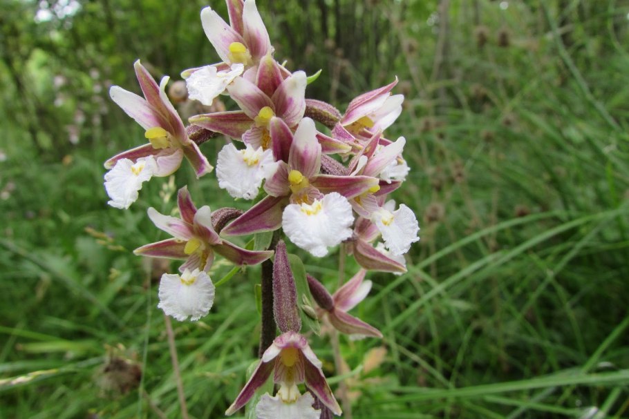 Дремлик Сабина Epipactis Sabine