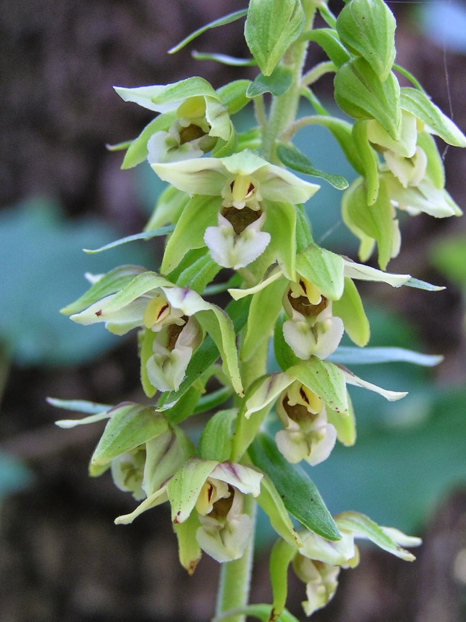 Epipactis thunbergii 'Karuizawa'
