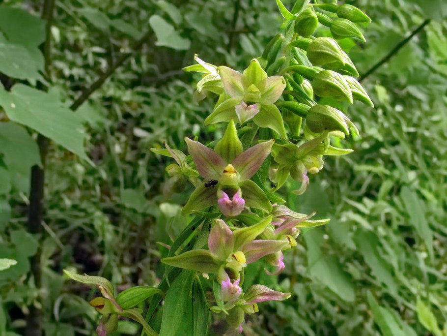 Дремлик болотный Epipactis palustris (l.) Crantz