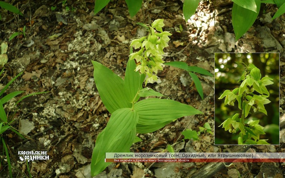 Дремлик болотный