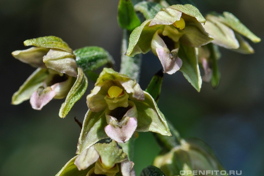 Epipactis thunbergii 'Karuizawa'