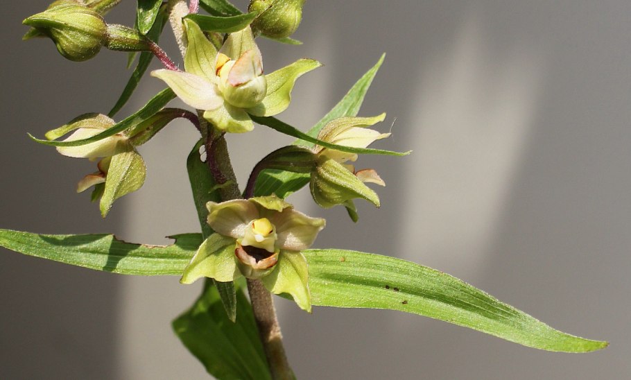 Дремлик зимовниковый – Epipactis helleborine