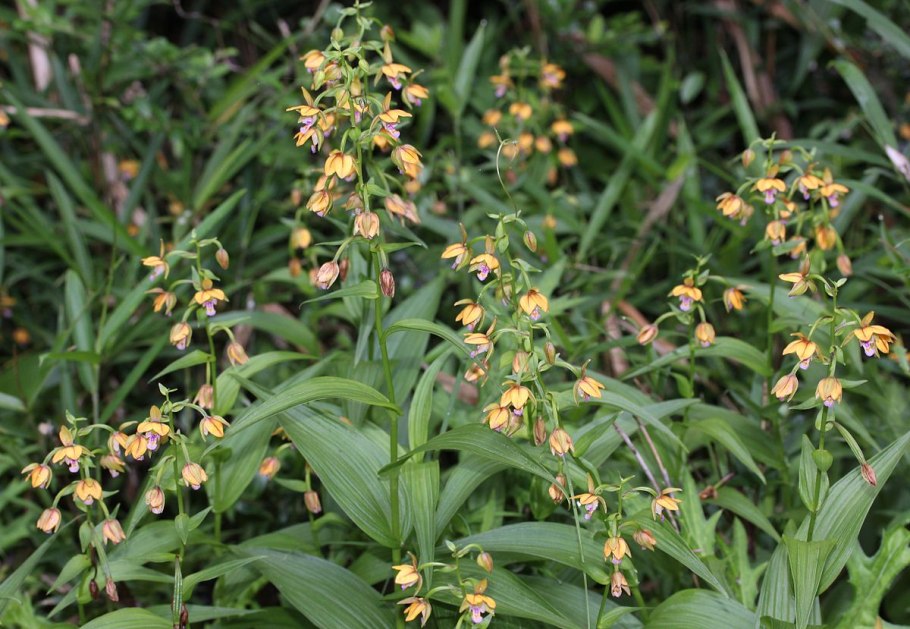 Дремлик Черноморский