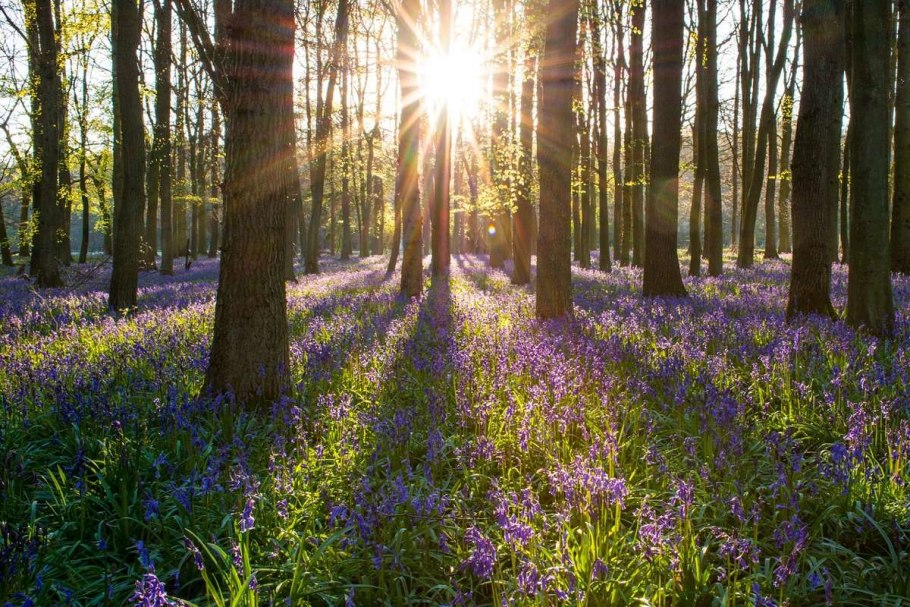 Весна в лесу