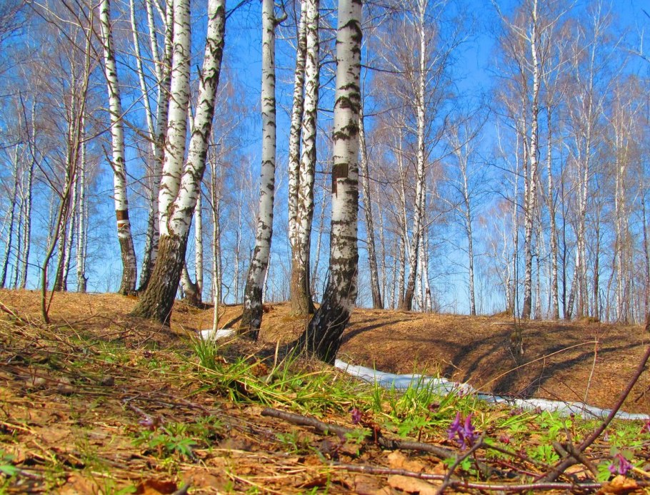 Лес ранней весной