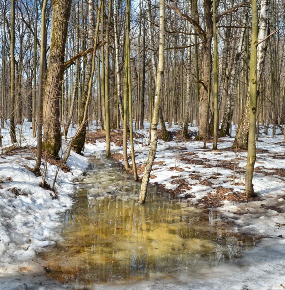 Цветы в лесу