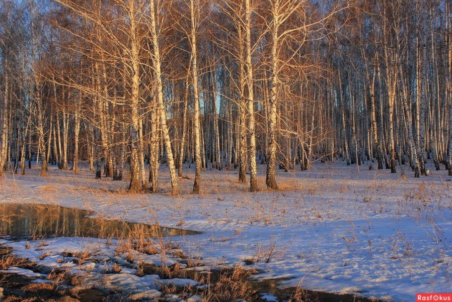 Лес ранней весной