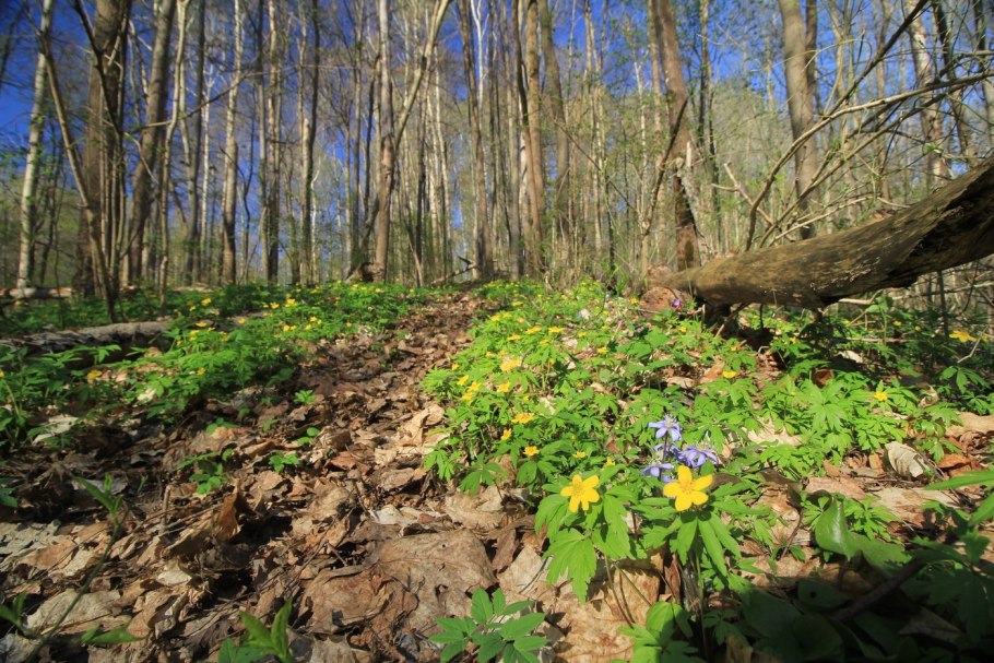 Майский лес Россия