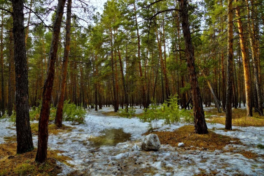 Весна в лесу