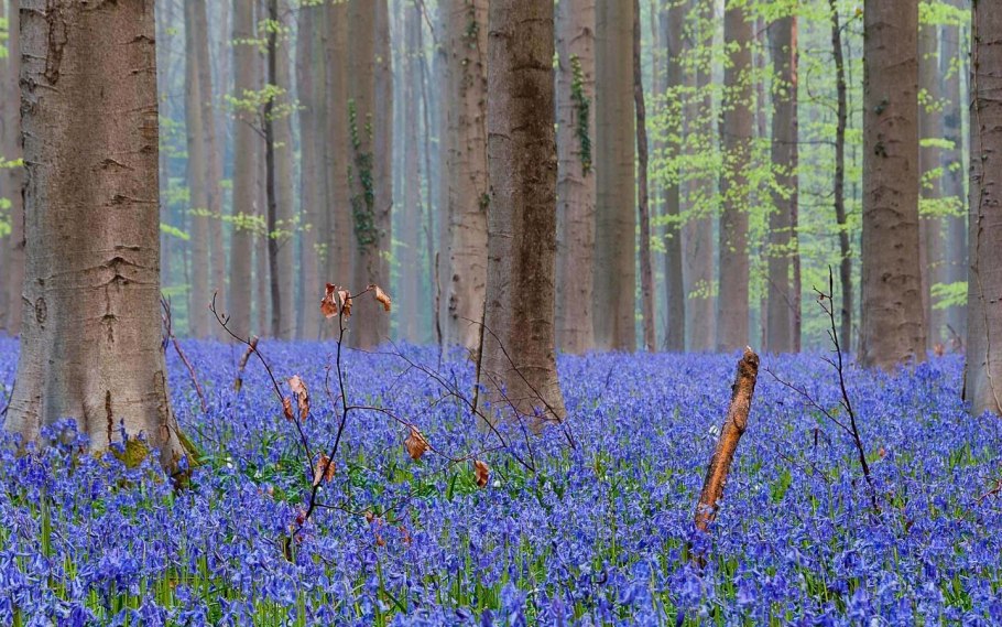 Весна в лесу