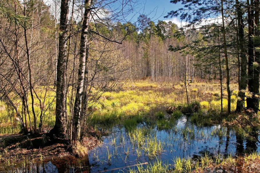 Весенний лес