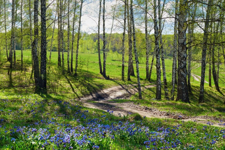 Веста в лесу