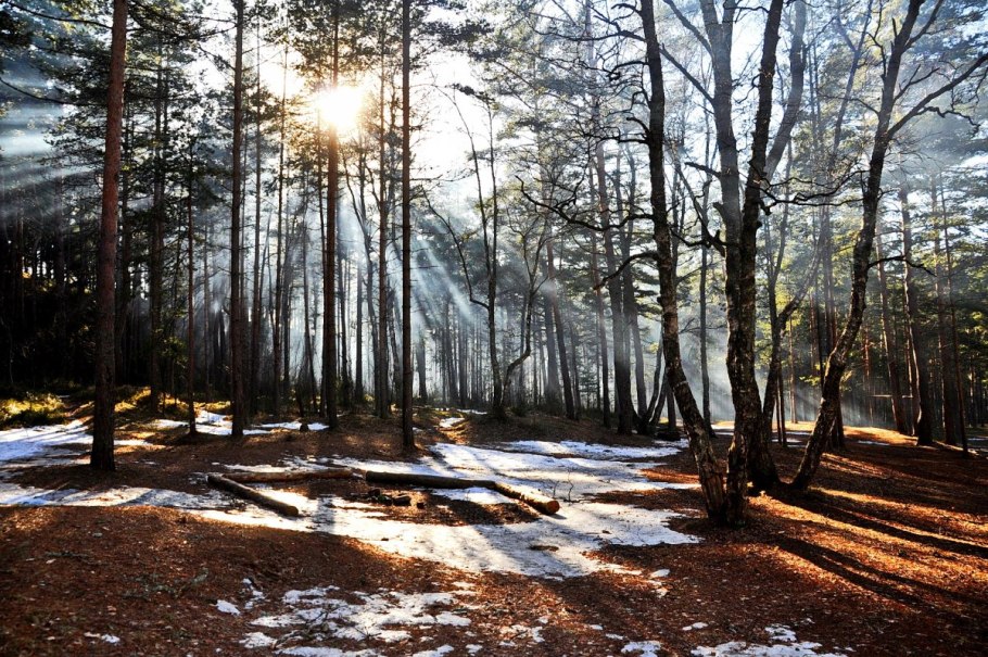 Ранняя Весна в лесу