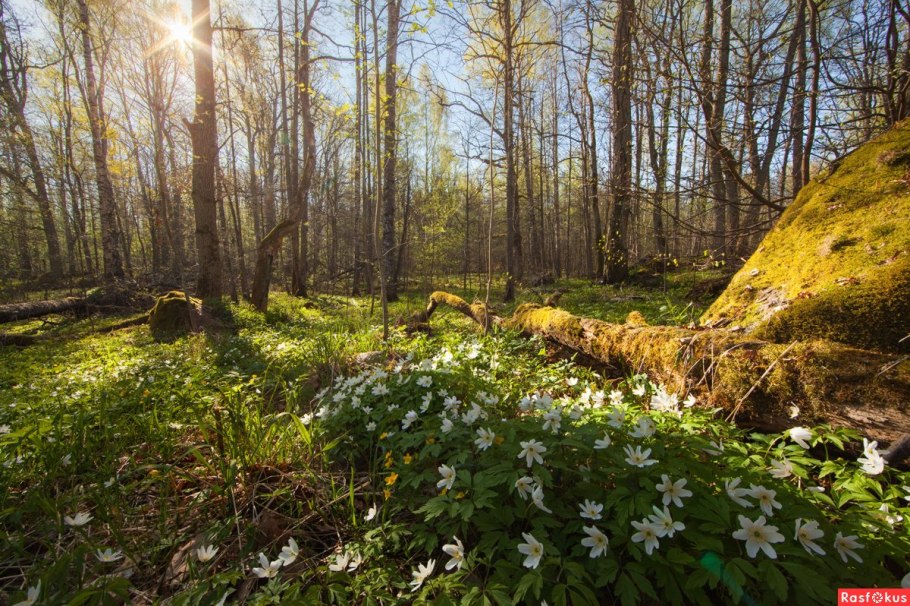 Сказочный лес Халлербос Бельгия