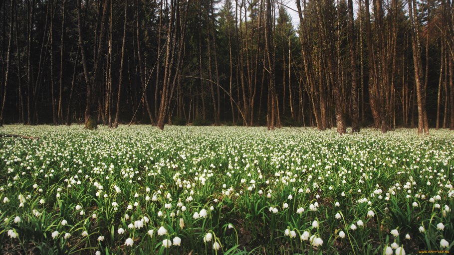 Весенний лес Пробуждение