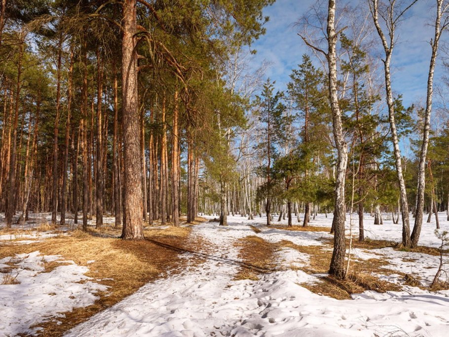 Лес ранней весной