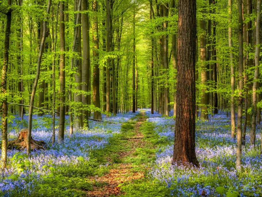 Весна в лесу