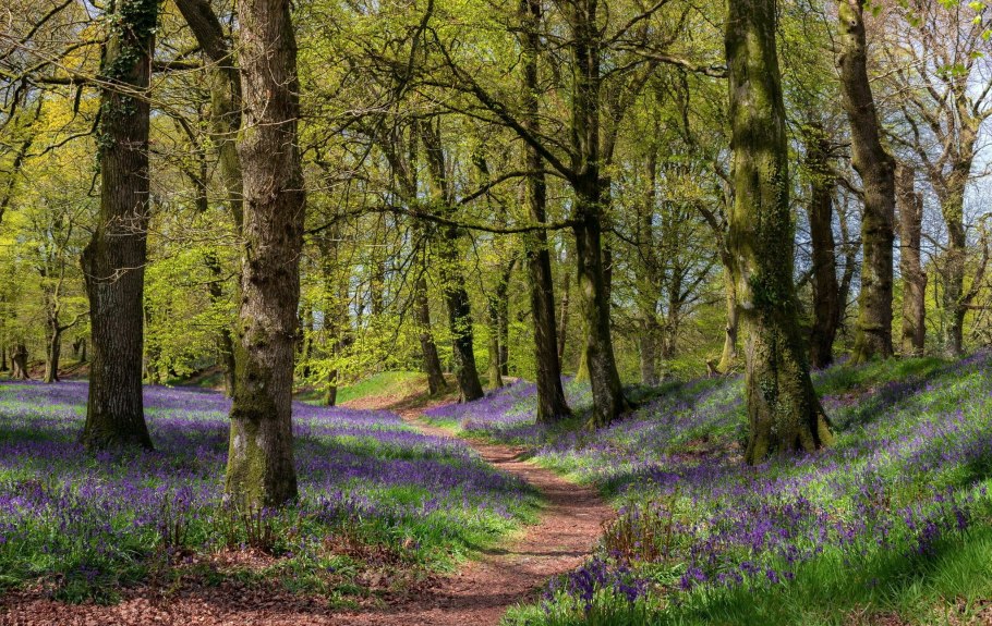 Апрель в лесу