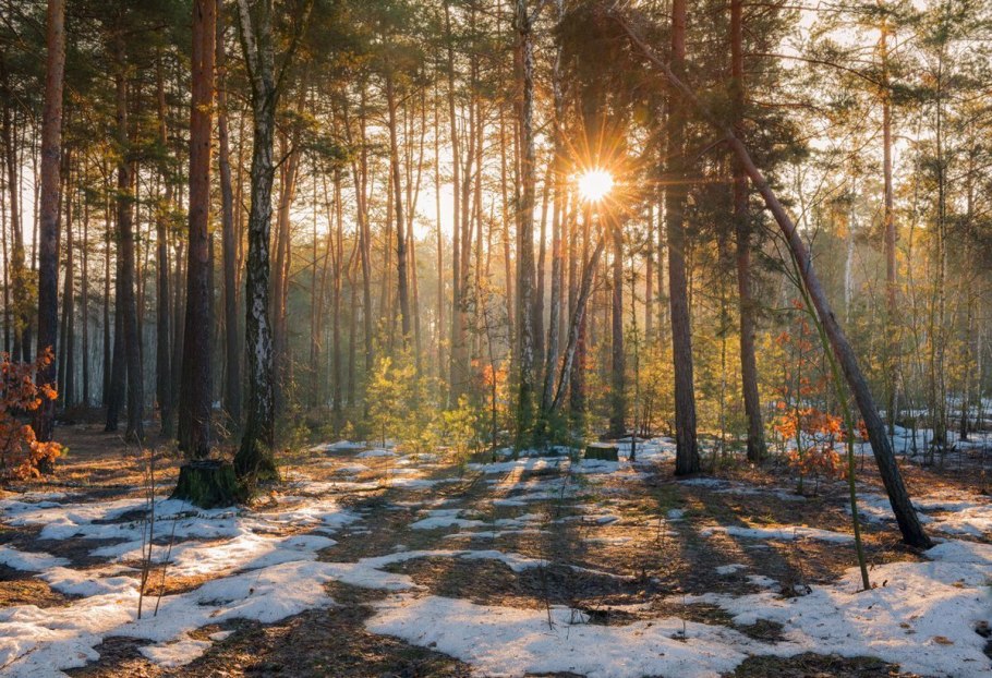 Весна лес солнце