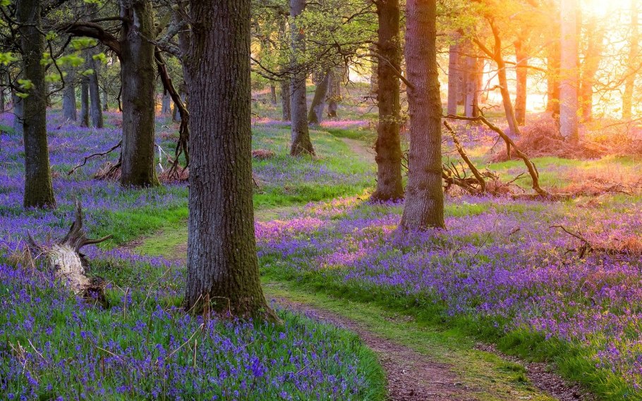 Весна в лесу