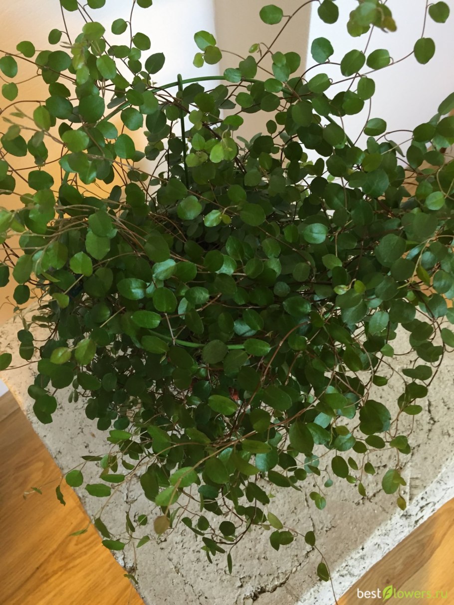 Мюленбекия ампельная