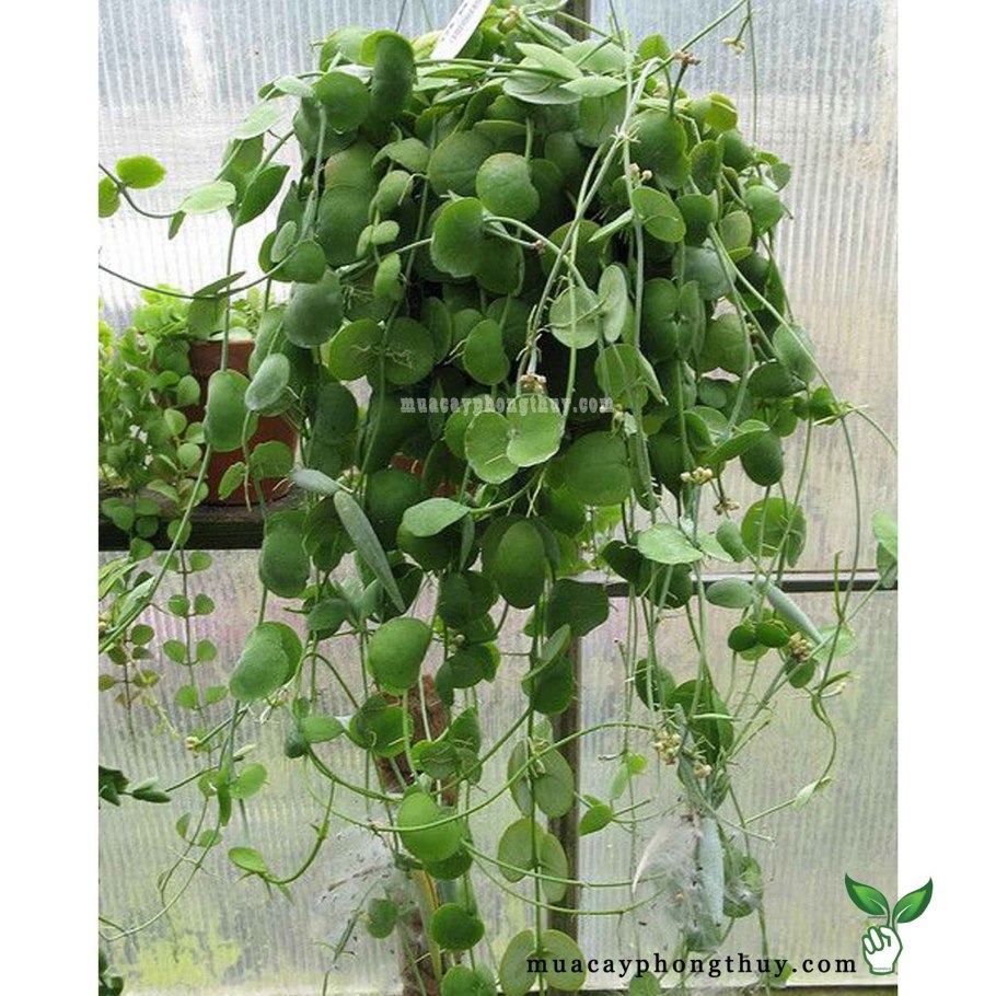 Дисхидия Генри