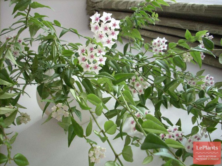 Крючки Gamakatsu Hook LS-1810b