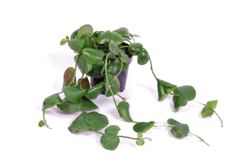 Дисхидия ампельная