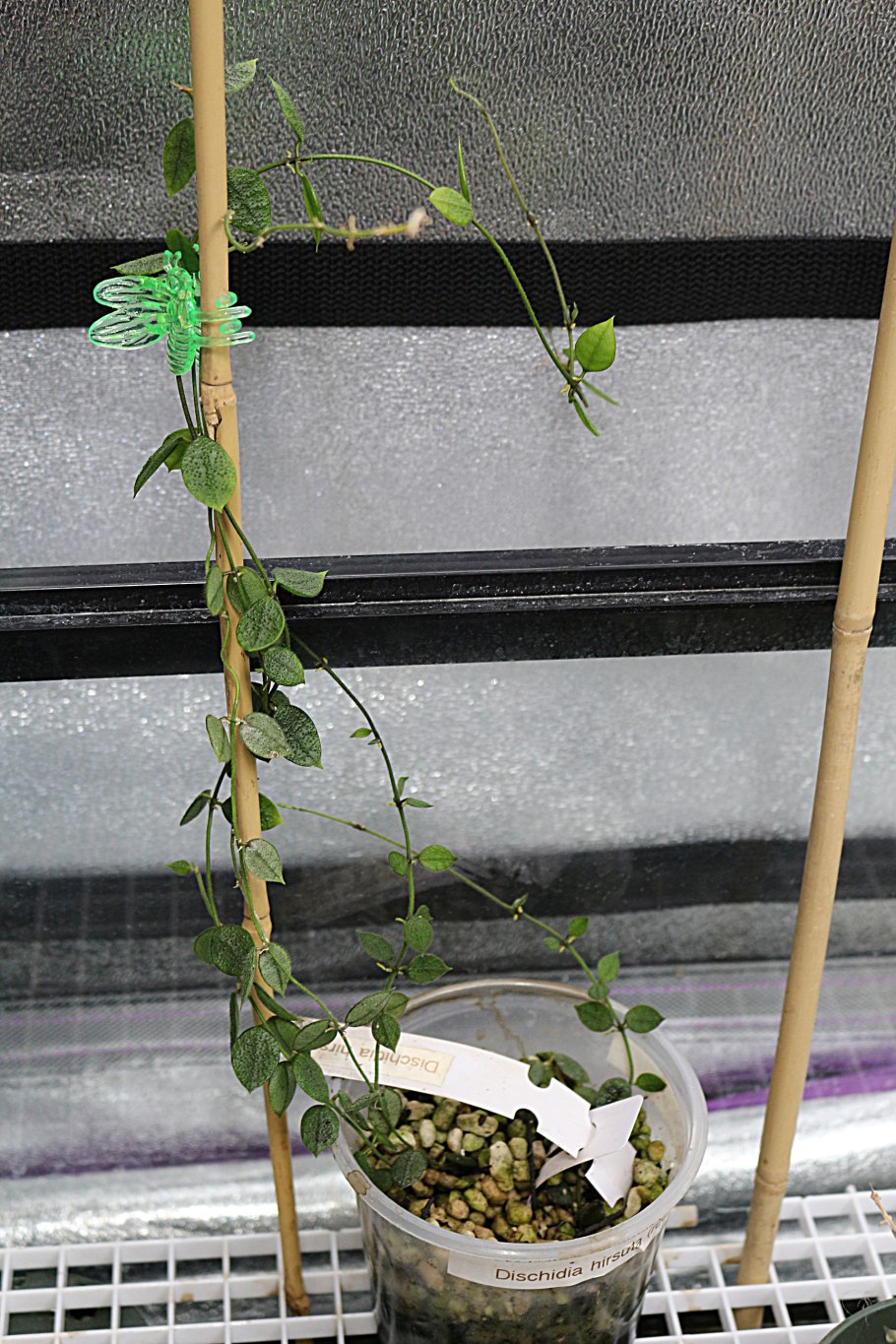 Дисхидия хирсута ред