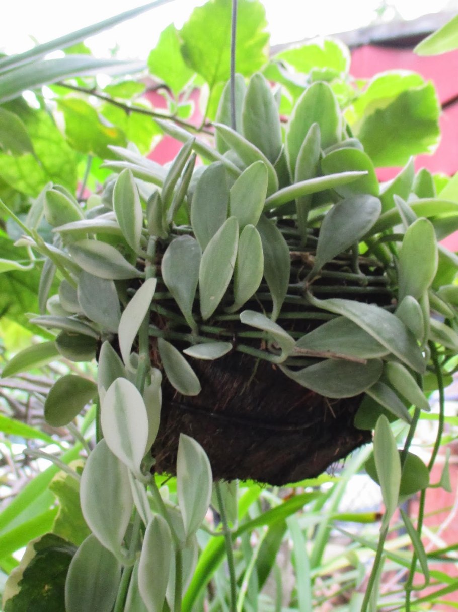 Дисхидия монетчатая