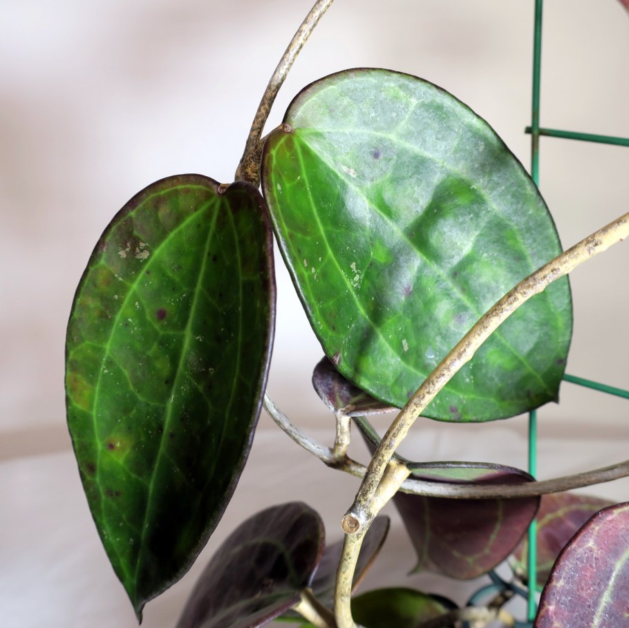 Эсхинантус Мона Лиза