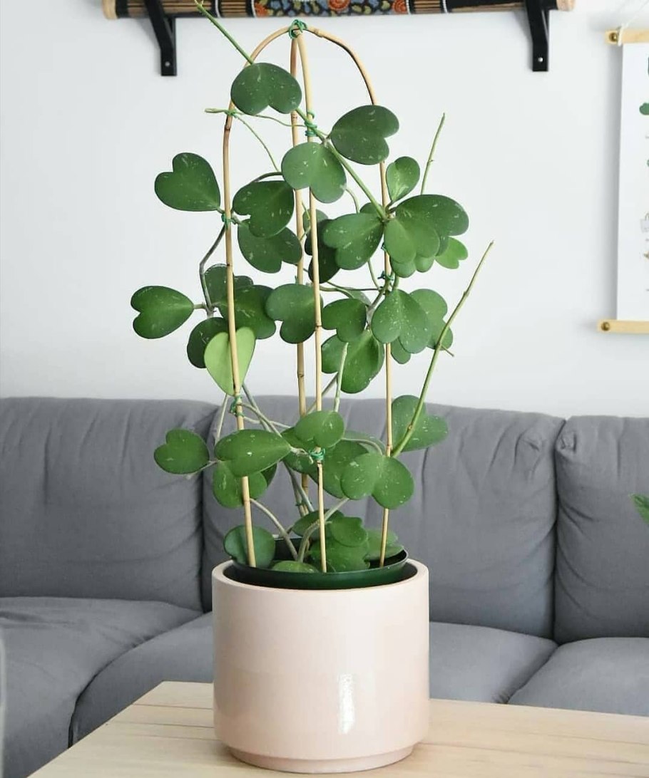 Суккулент Хойя Керри