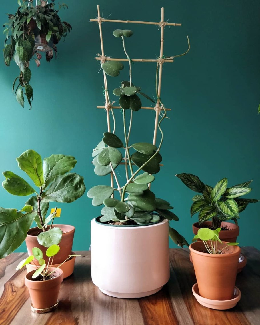 Какой горшок нужен для хойи