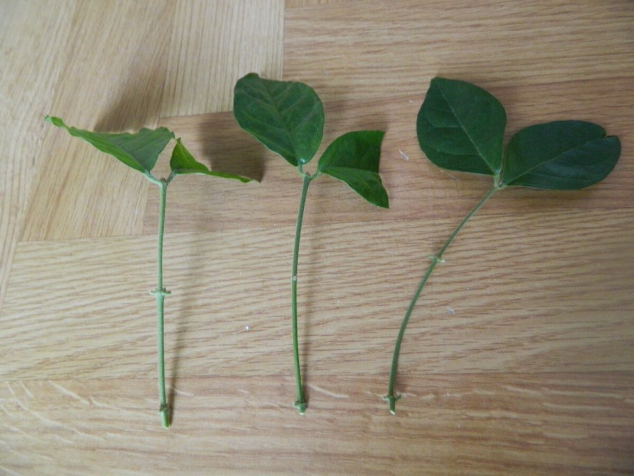 Традесканция занония