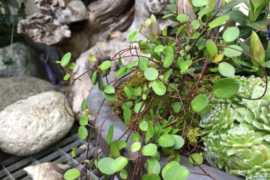 Мюленбекия плосковеточная