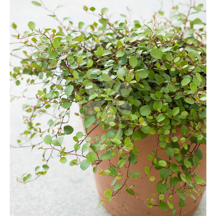 Мюленбекия грандифлора