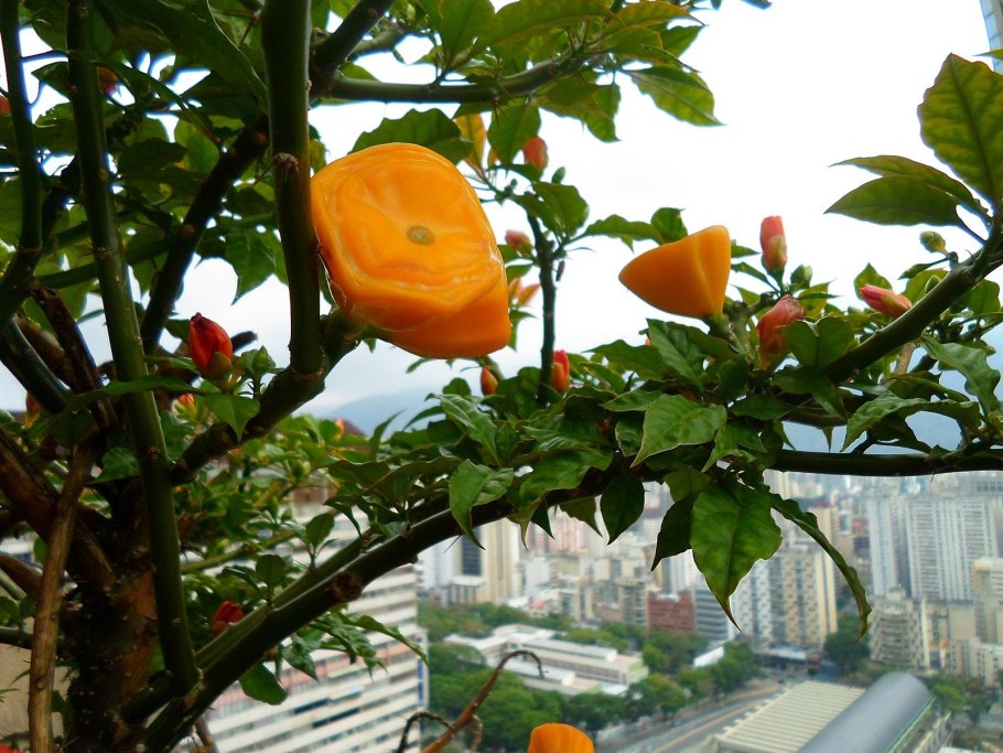 Переския блео