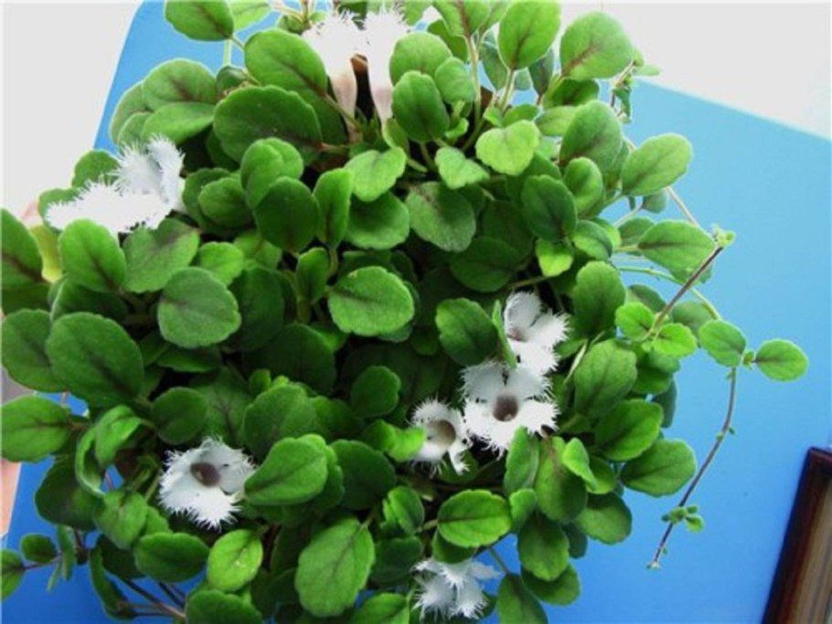 Монстера мужегон