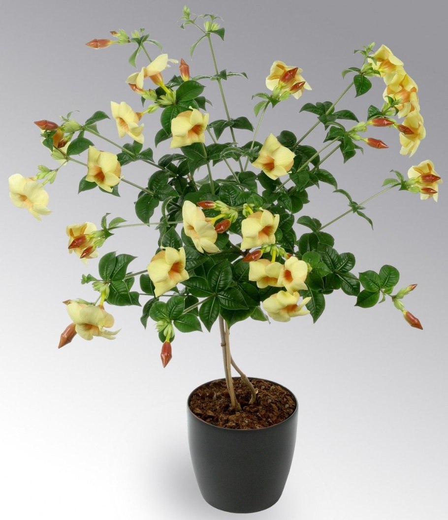 Пеперомия obtusifolia