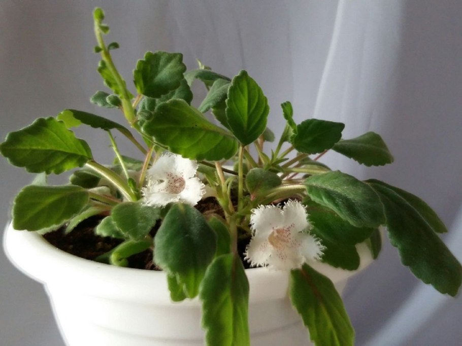 Стефания Эректа