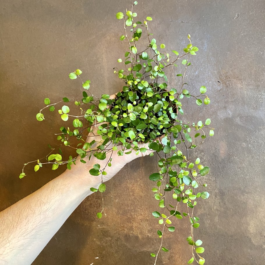 Мюленбекия плоскостебельная