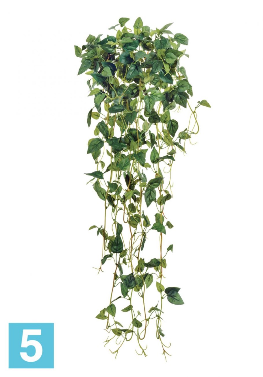 Эйер Филодендрон зеленый ампельный