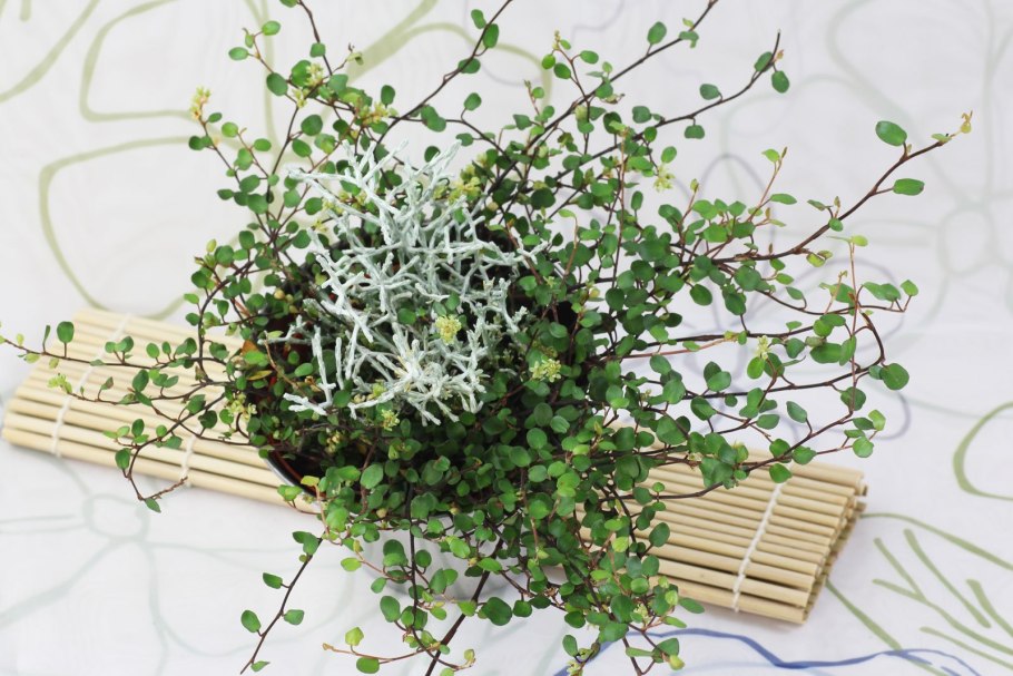 Мюленбекия в интерьере