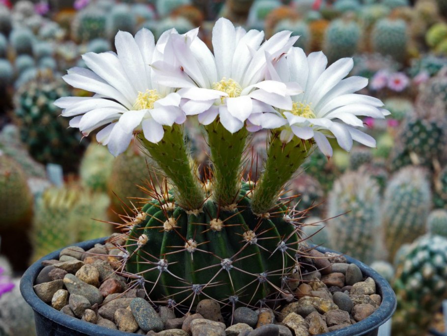 Кактус Acanthocalycium