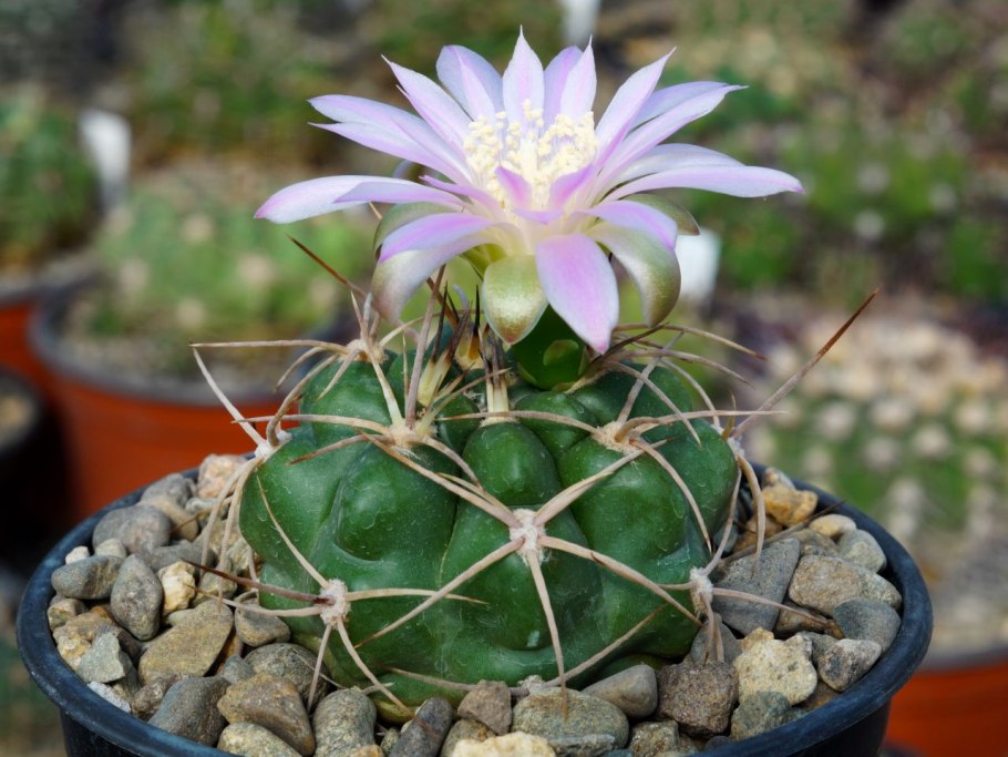 Кактус Acanthocalycium