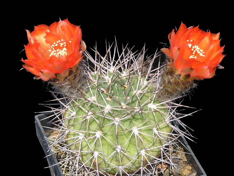Acanthocalycium griseum