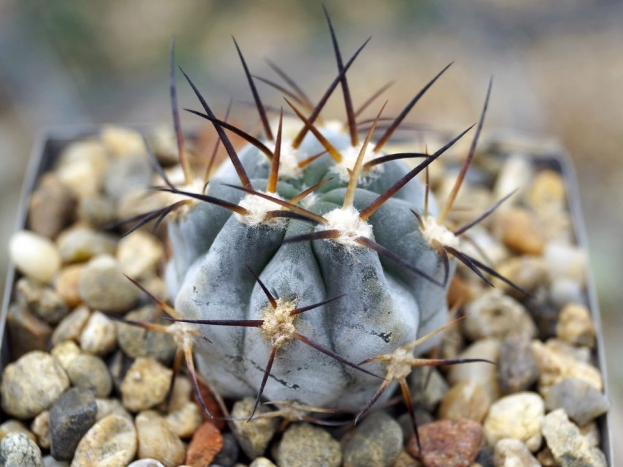 Gymnocalycium riojense VG 671