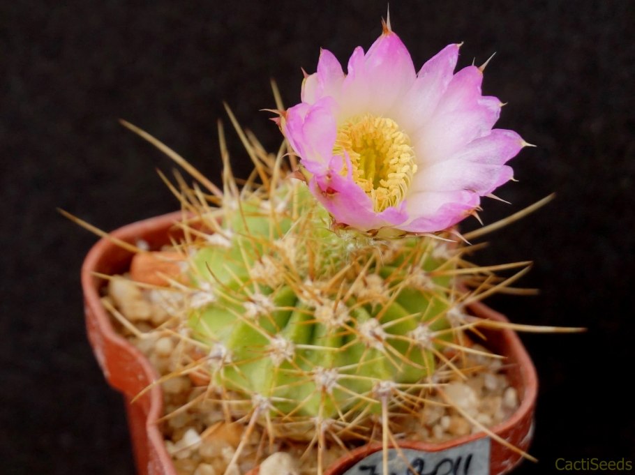 Acanthocalycium spiniflorum