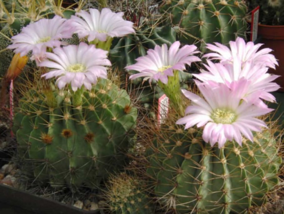 Кактус Acanthocalycium