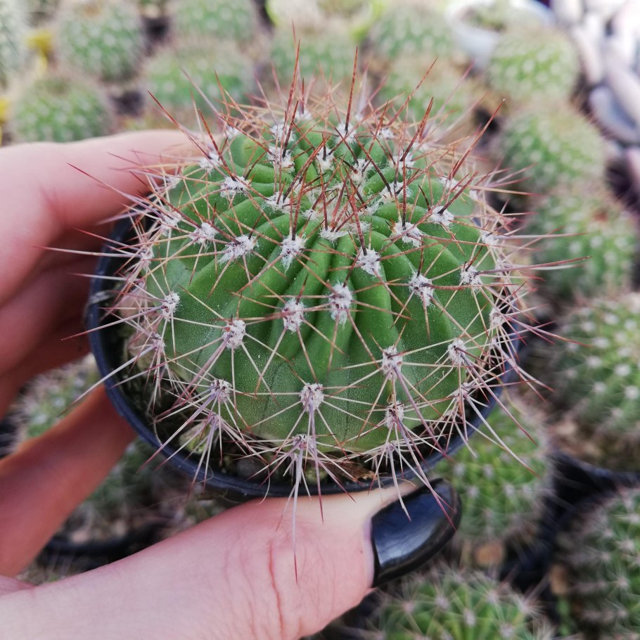 Кактус Acanthocalycium thionanthum